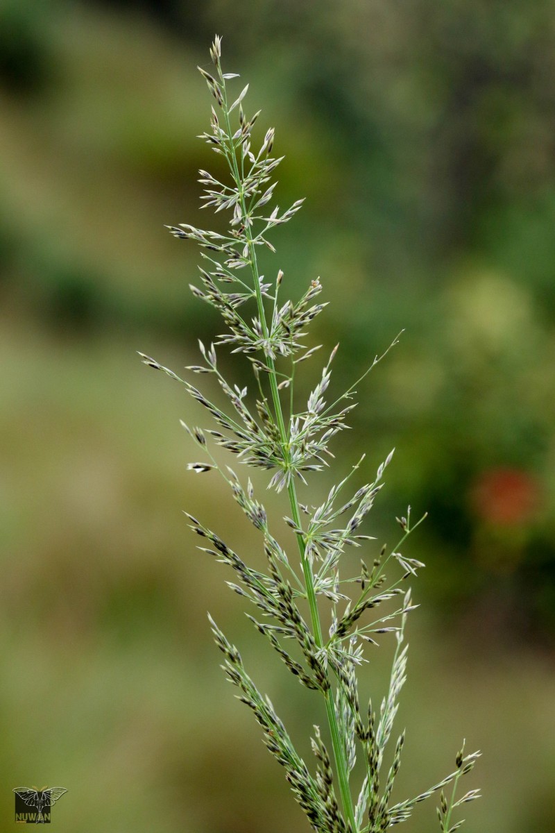 Garnotia exaristata Gould